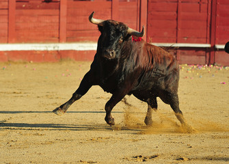 toro en españa