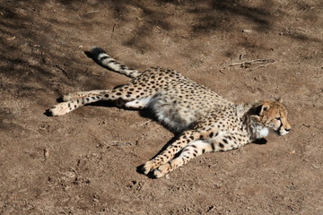 Ein Gepard entspannt in der Sonne in der kleinen Karoo in Südafrika 