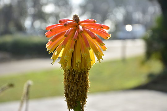 Gelb und Rote blume in einem Sonnigen Tag