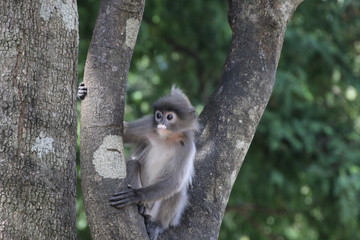 Tham Pha Pu Temple, Loei province,  Thailand Monkey 