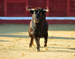 toro