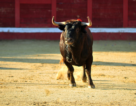 toro en espa&ntilde;a