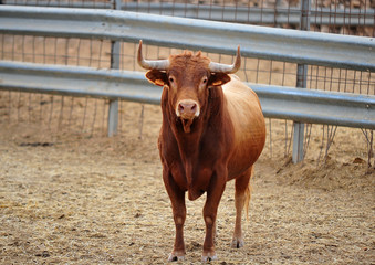 toro