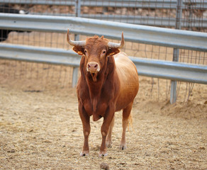 toro