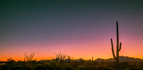 Crédence de cuisine en verre imprimé Chocolat brun Les déserts de l& 39 Arizona abritent de nombreux types de cactus. Des silhouettes qui montrent les différentes formes de ces beautés du sud-ouest des États-Unis sont représentées sur fond de soleil couchant sur ces photos de la nature