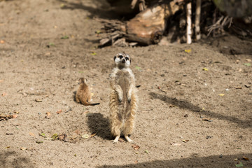 Fototapeta premium meerkats for a walk