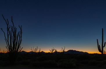 Arizona deserts are home to many different types of cacti. Silhouettes that show the different...