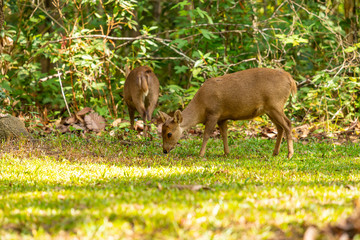 Hog deers freely live in a national park of northeast of Thailand