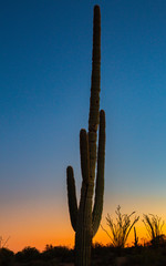 Arizona deserts are home to many different types of cacti. Silhouettes that show the different shapes of these Southwest USA beauties are pictured against setting sun backdrop in these nature photos 