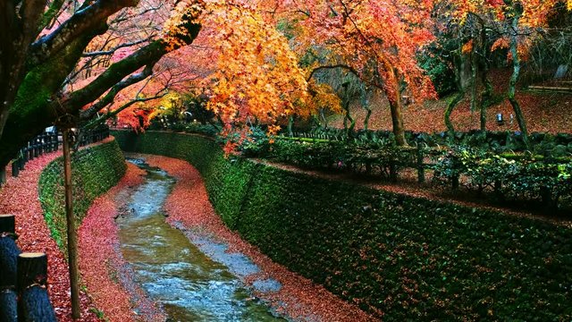 Maple trees in colorful along green canal stone , Red maple leaves falling in Japanese garden, Kitano Tenmangu Shrine with Autumn leaves (koyo) landscape  in Kyoto, Japan.