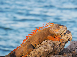 Iguana Lizard Basking in Sunlight on Rocks