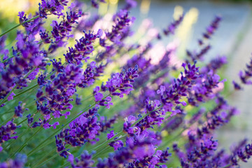 Lavendel