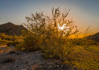 sun sets behind the branches of desert plants creating silhouettes and orange skies detailing the branches and thin trunks