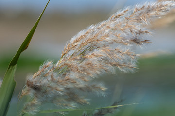 Nice close-up of reed seeds in the natural park of Albufera, Valencia, spain, europe