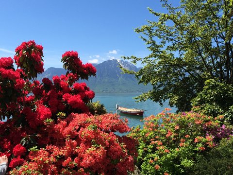 Spring on the lake