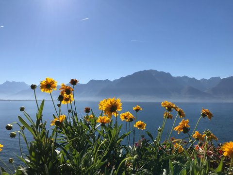Spring on the lake