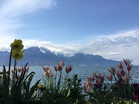 Spring on the lake