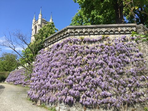 Bloom