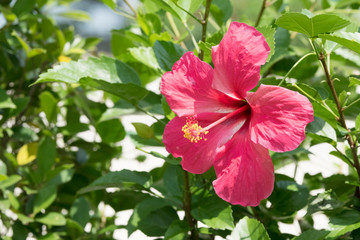 Hibiscus rosa-sinensis, Red flower, Chaba flower