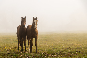 Two young horses on a pasture in the morning fog