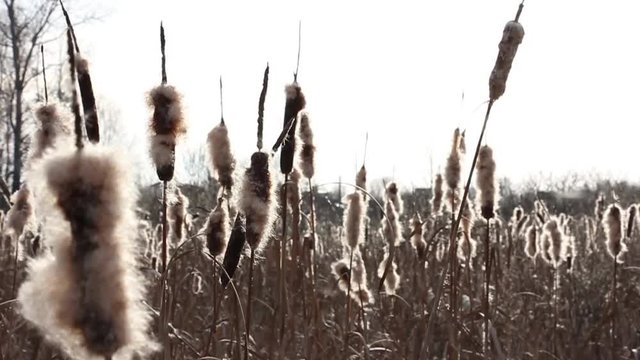 several withered flowers of broadleaf cattail in backlight, flying fluff, Russia, near Moscow