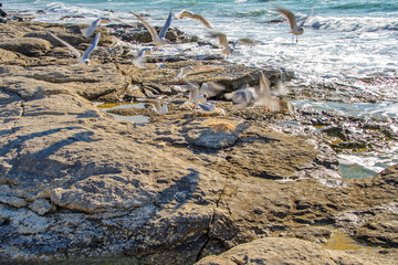 Каменистый берег