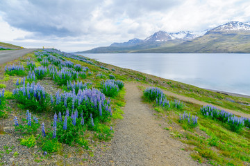 Fototapeta na wymiar Coastline and landscape in the east fjords