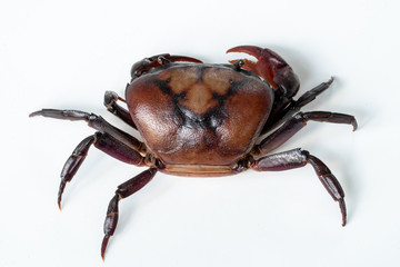 Crab (Field crab) Isolated on white background
