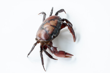 Crab (Field crab) Isolated on white background