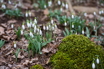 Snowdrop flowers in spring forest.
