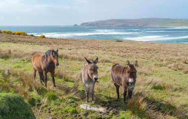 donkeys and horse in Ireland