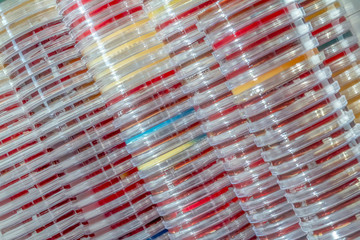 stacked petri dishes