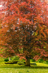 Rotbuche im Ehrenfriedhof in Heilbronn
