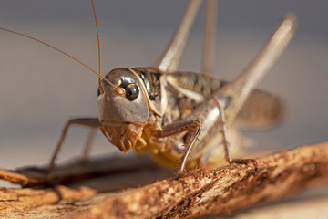 Criquet gris et roux aux yeux noirs. Sauterelle insecte volant sur une écorce de chêne liège.