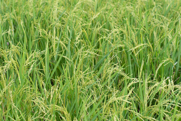 abundant rice paddy field in pathumthani , thailand, selective focus on ear of paddle.