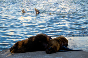 Fototapeta premium leones marinos descansando