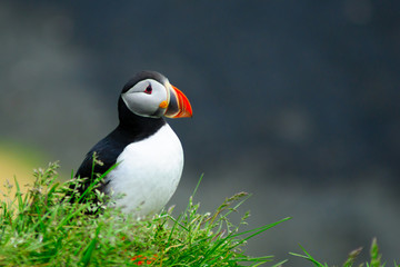 Puffins  the east fjords region