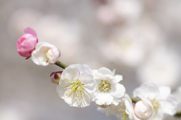 咲き分けの梅の花