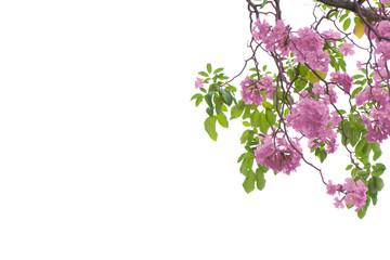 pink trumpet tree or Tabebuia impetiginosa isolated on white background, with clipping path for...
