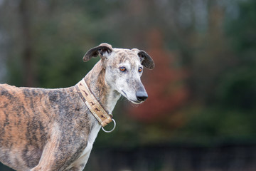 Portrait eines gestromten Windhund