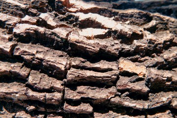 Close-up tree bark texture as a wooden background