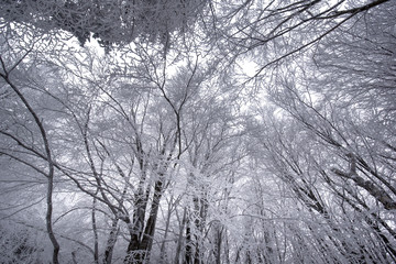 Cold winter morning in mountain forest with snow covered fir trees. Splendid outdoor scene of Stara Planina mountain in Bulgaria. Beauty of nature concept background landscape