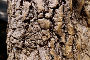Close-up tree bark texture as a wooden background