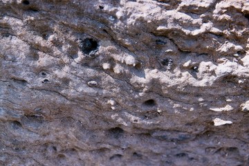 Close-up tree bark texture as a wooden background