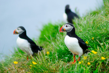 Puffins  the east fjords region