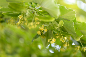 Obraz premium Close up of blooming linden branches during spring time.