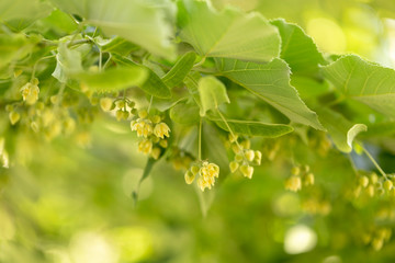 Close up of blooming linden branches during spring time.