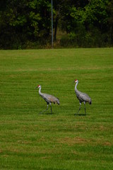 Sandhill Crane family