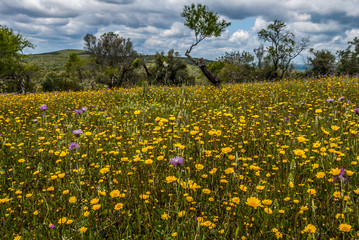 Flowers in a meadow