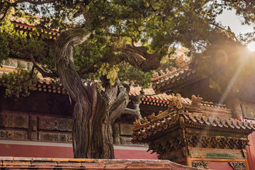 Ancient royal palaces of the Forbidden City in Beijing,China